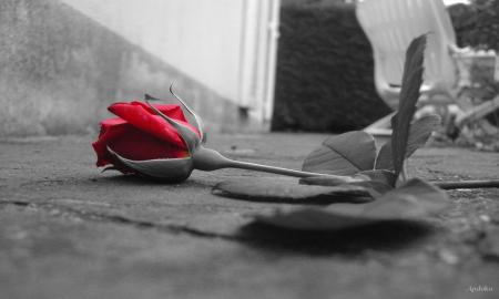 Rose...