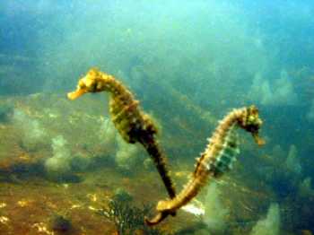 Hippocampe