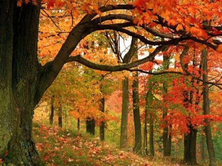 Automne